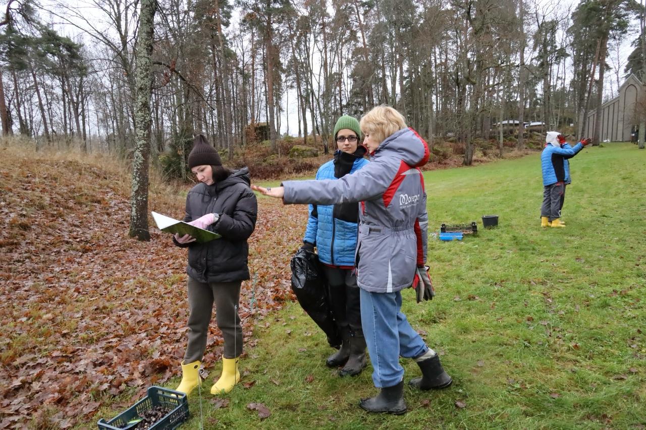 На Главной аллее в парке Монрепо высадили будущие первоцветы