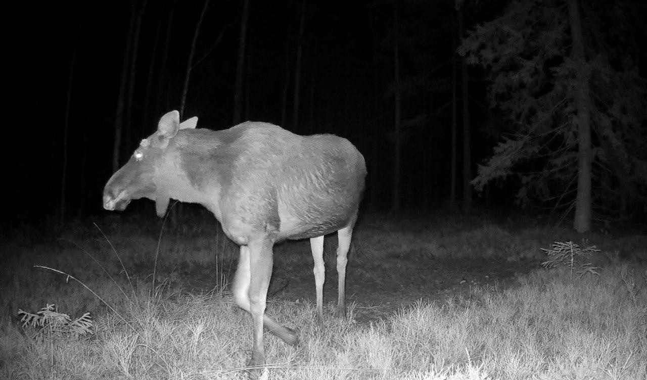 Лоси в Ленобласти начали сбрасывать рога Лоси в Ленобласти начали сбрасывать рога