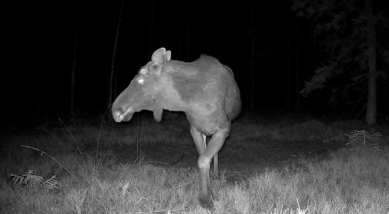 Лоси в Ленобласти начали сбрасывать рога
