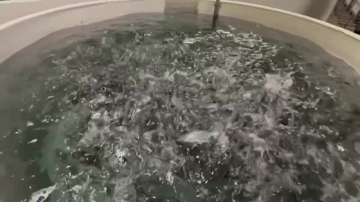 Ленинградский сибас, первый в России проект по выращиванию которого был представлен областью на выставке «Золотая осень», подрастает