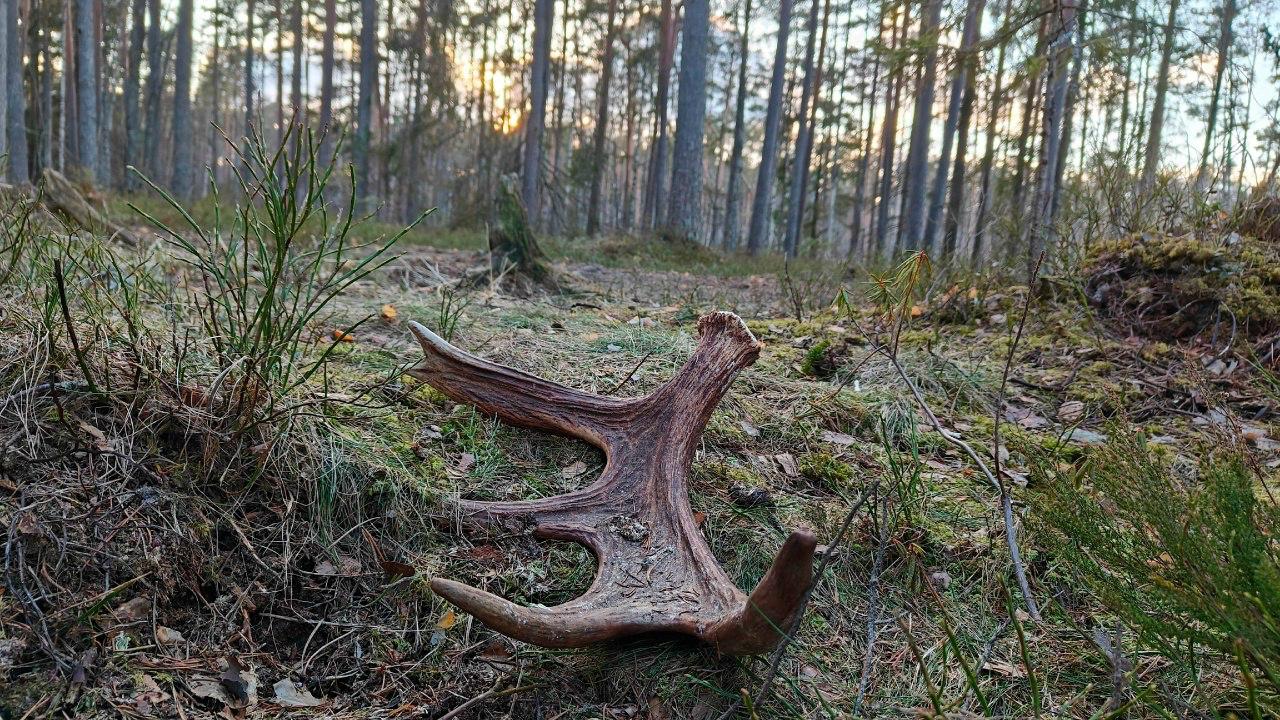 Лоси в Ленобласти начали сбрасывать рога Лоси в Ленобласти начали сбрасывать рога