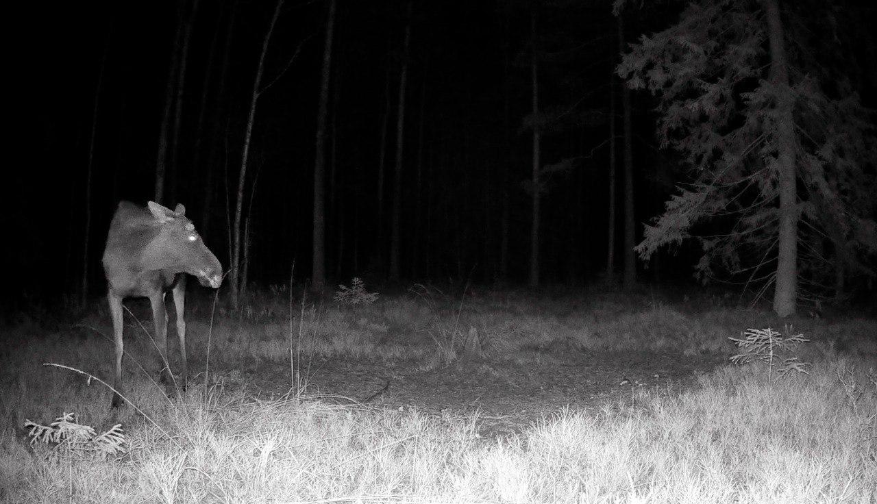 Лоси в Ленобласти начали сбрасывать рога Лоси в Ленобласти начали сбрасывать рога