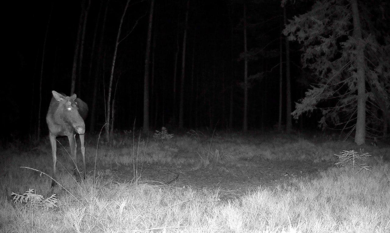 Лоси в Ленобласти начали сбрасывать рога Лоси в Ленобласти начали сбрасывать рога