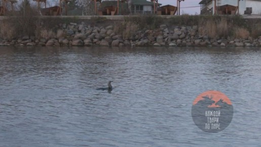 На Ладожском озере отдыхают удивительные чернозобые гагары