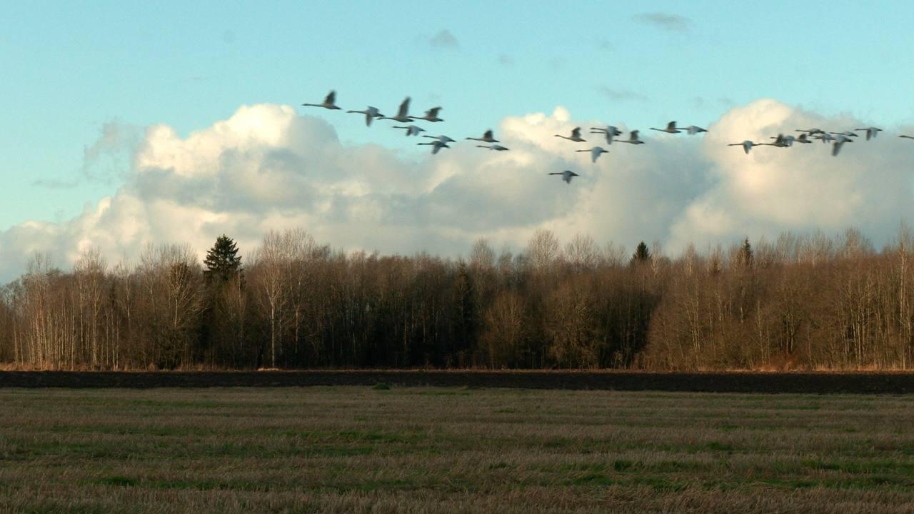 Александр Дрозденко поделился снимками лебедей, отдыхающих в Ленобласти Александр Дрозденко поделился снимками лебедей, отдыхающих в Ленобласти