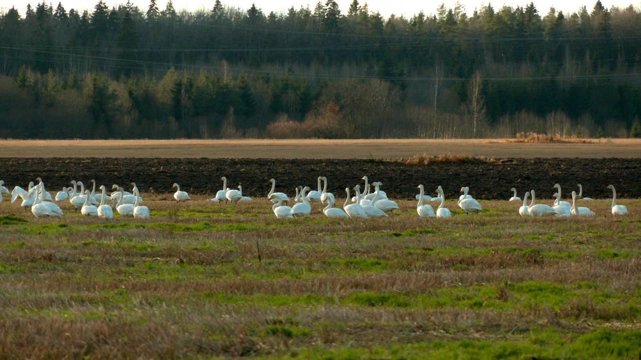 Александр Дрозденко поделился снимками лебедей, отдыхающих в Ленобласти Александр Дрозденко поделился снимками лебедей, отдыхающих в Ленобласти
