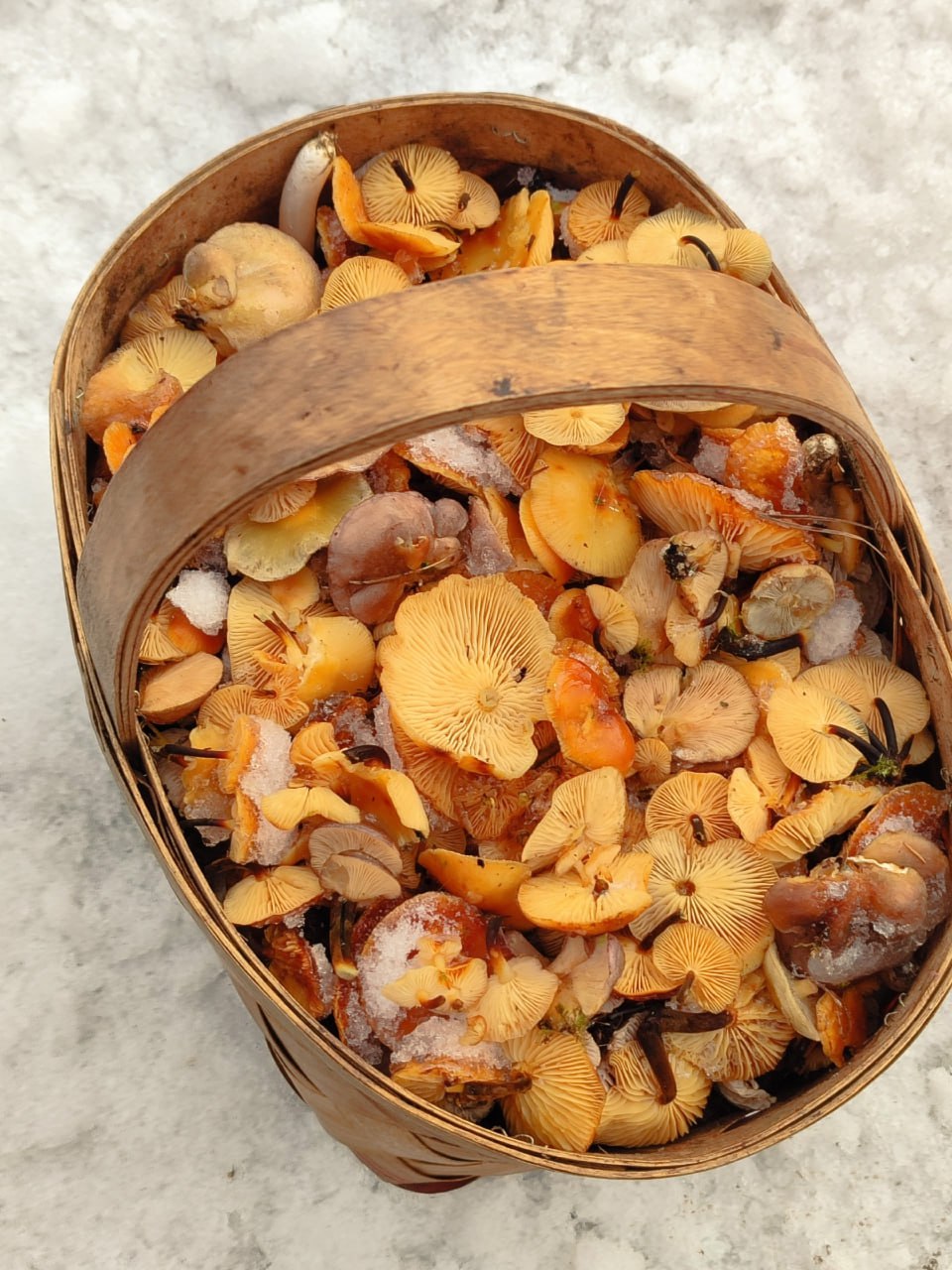 Грибники собирают полные корзины в заснеженных лесах Ленобласти Грибники собирают полные корзины в заснеженных лесах Ленобласти