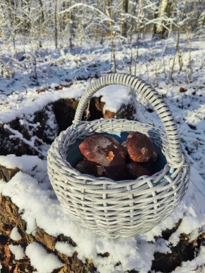 Грибники собирают полные корзины в заснеженных лесах Ленобласти