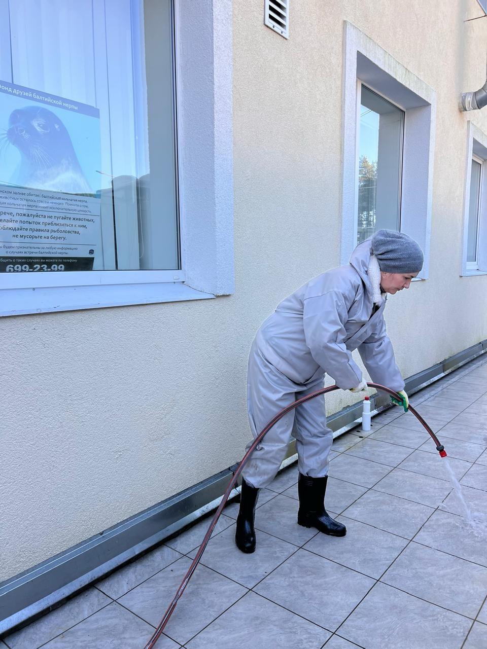 Волонтеры провели субботник в Центре изучения морских млекопитающих в Репино Волонтеры провели субботник в Центре изучения морских млекопитающих в Репино