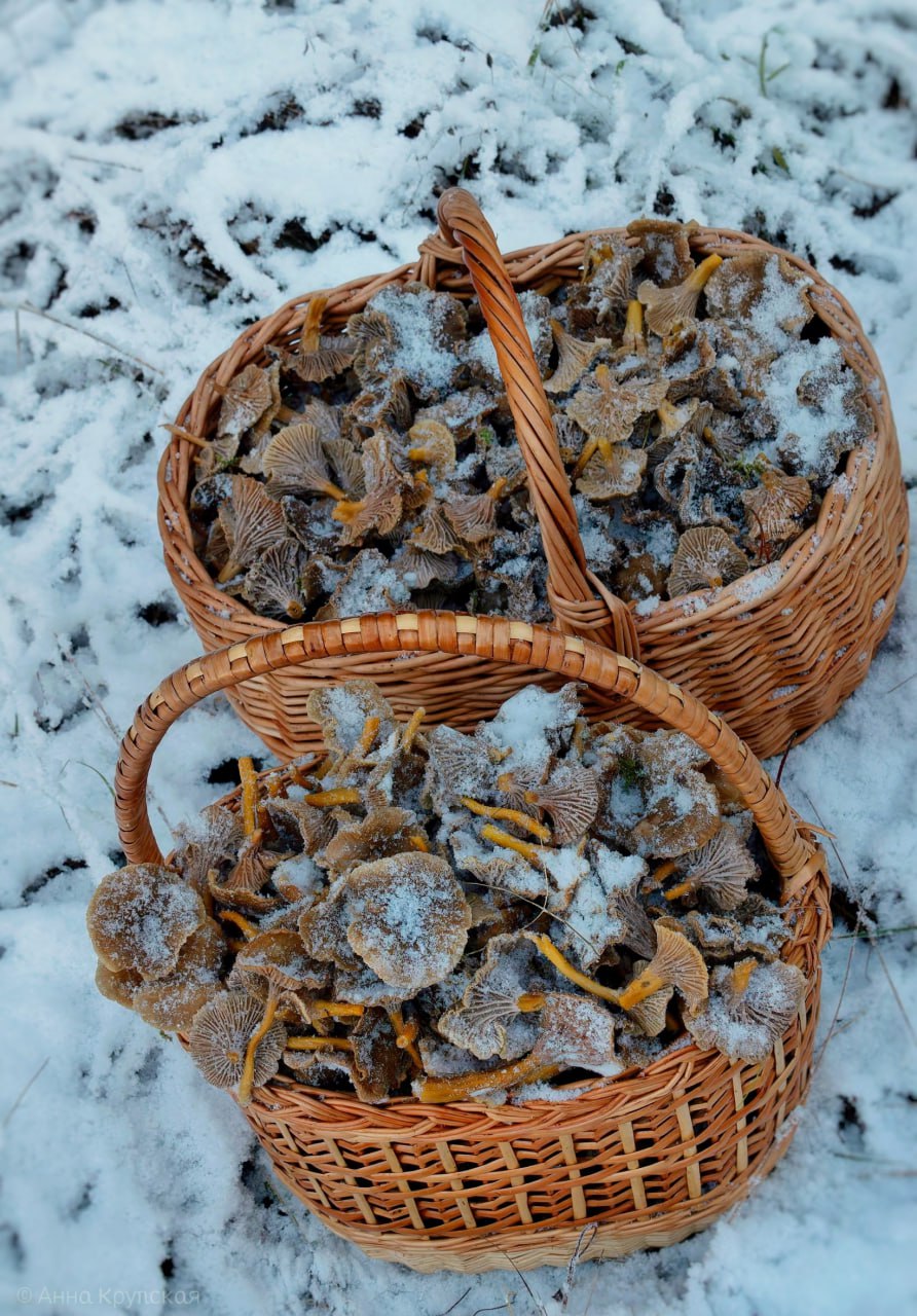 Грибники собирают полные корзины в заснеженных лесах Ленобласти Грибники собирают полные корзины в заснеженных лесах Ленобласти