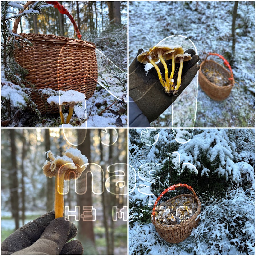 Самые живописные выходные выдались у грибников в Выборгском районе области — вышли на улов трубковидных лисичек, а вокруг сплошная благодать Самые живописные выходные выдались у грибников в Выборгском районе области — вышли на улов трубковидных лисичек, а вокруг сплошная благодать