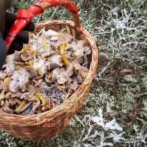 Самые живописные выходные выдались у грибников в Выборгском районе области — вышли на улов трубковидных лисичек, а вокруг сплошная благодать