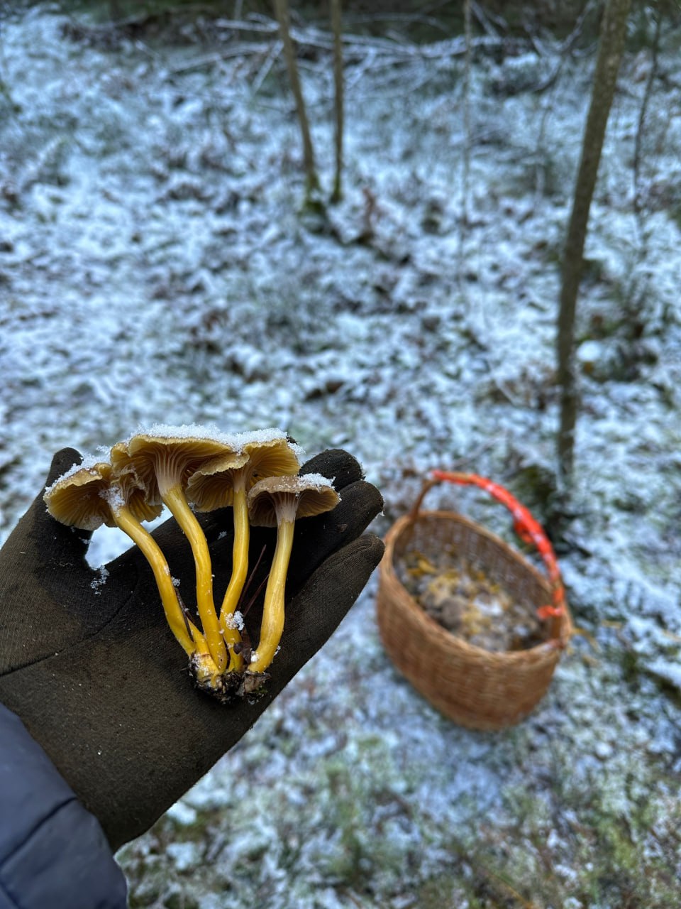 Грибники собирают полные корзины в заснеженных лесах Ленобласти Грибники собирают полные корзины в заснеженных лесах Ленобласти
