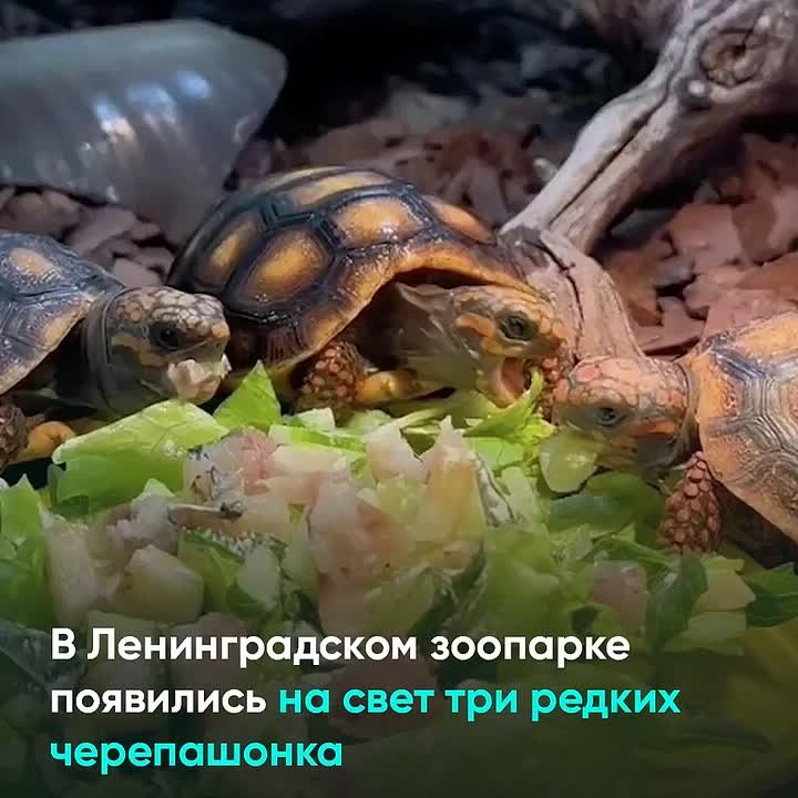 В Ленинградском зоопарке родились три редких угольных черепашонка