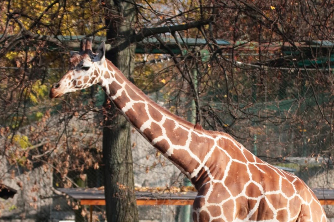 В прошлом году мы совместно с Комитетом по охране памятников разработали концепцию по развитию Ленинградского зоопарка В прошлом году мы совместно с Комитетом по охране памятников разработали концепцию по развитию Ленинградского зоопарка