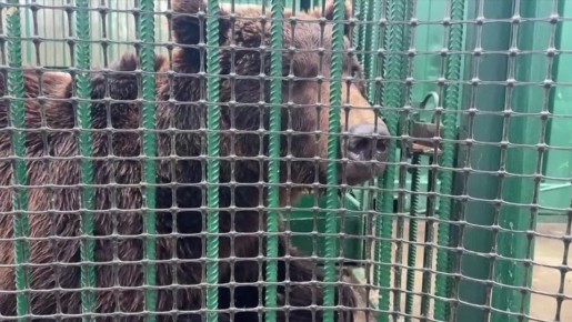 Медведи из Дагестана успешно адаптировались в ленинградском хосписе «Дом тигра»
