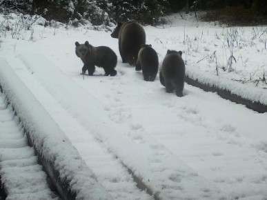 В лесах Ленобласти медведи начали готовиться к зимней спячке