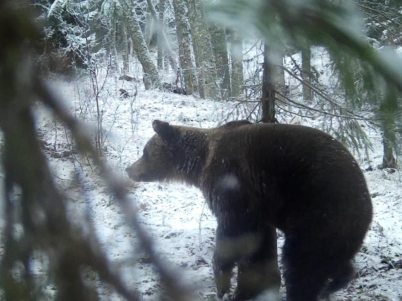 В лесах Ленобласти медведи начали готовиться к зимней спячке В лесах Ленобласти медведи начали готовиться к зимней спячке