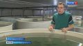 На акваферме Ленинградсой области проводят эксперимент по разведению сибаса