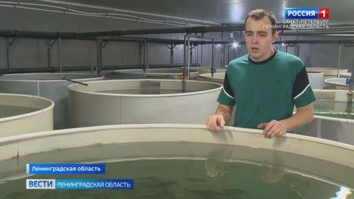 На акваферме Ленинградсой области проводят эксперимент по разведению сибаса