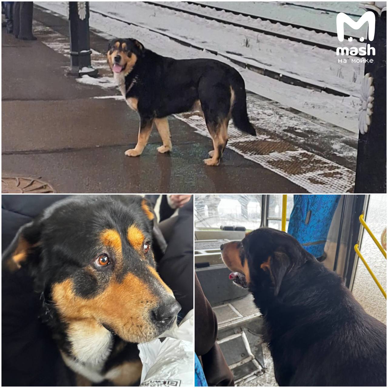 Самый авантюрный пёс из Ленобласти устроил себе мощный трип: прокатился на электричке и автобусе, пытался потестить и метро — но собаню не пустили и отправили домой на машине