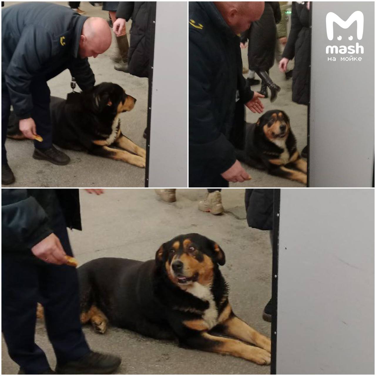 Самый авантюрный пёс из Ленобласти устроил себе мощный трип: прокатился на электричке и автобусе, пытался потестить и метро — но собаню не пустили и отправили домой на машине Самый авантюрный пёс из Ленобласти устроил себе мощный трип: прокатился на электричке и автобусе, пытался потестить и метро — но собаню не пустили и отправили домой на машине