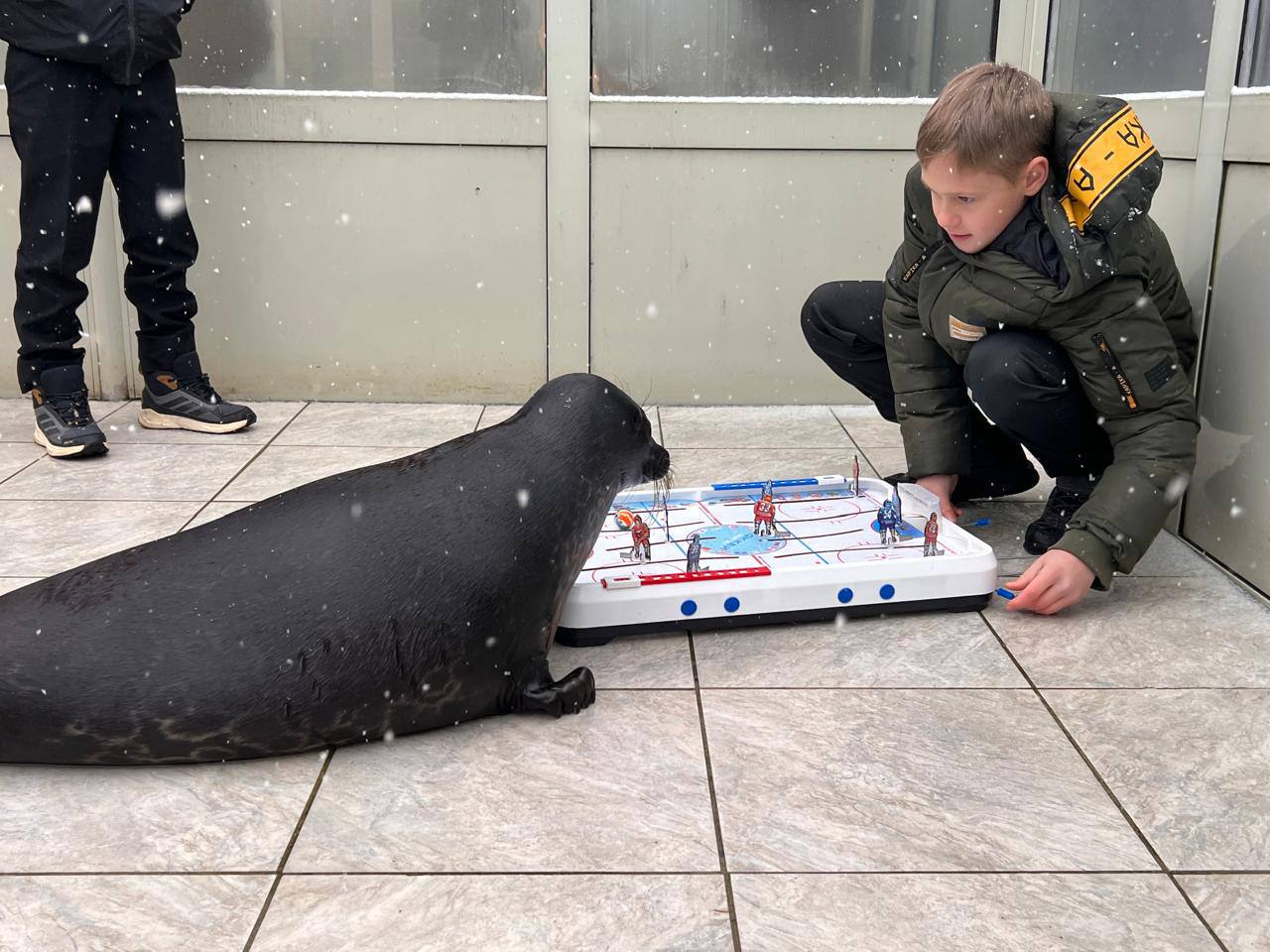 Нерпа Шлиссик из Фонда друзей балтийской нерпы стал живым символом Федерации хоккея Ленинградской области Нерпа Шлиссик из Фонда друзей балтийской нерпы стал живым символом Федерации хоккея Ленинградской области