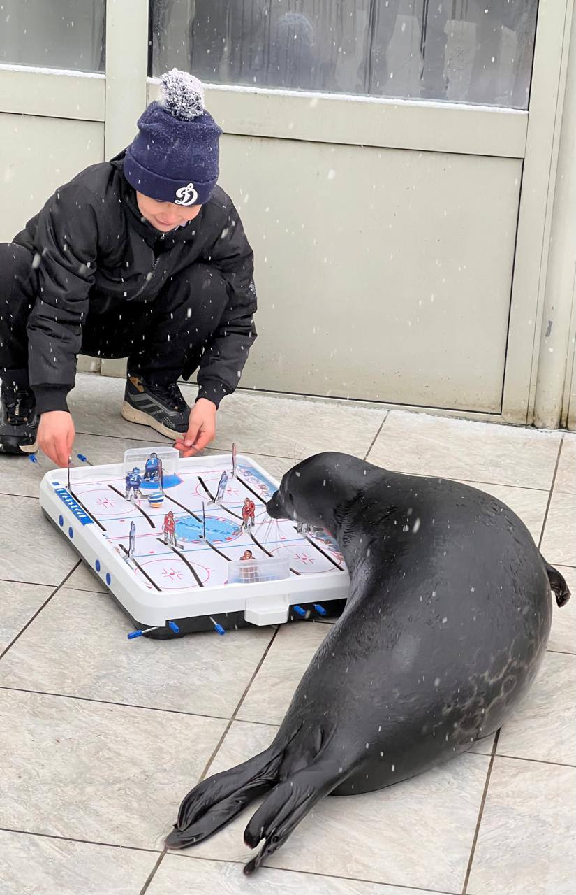 Нерпа Шлиссик из Фонда друзей балтийской нерпы стал живым символом Федерации хоккея Ленинградской области Нерпа Шлиссик из Фонда друзей балтийской нерпы стал живым символом Федерации хоккея Ленинградской области