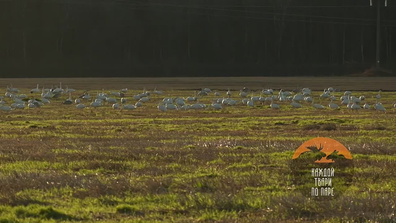 Более 500 лебедей остановились на отдых в Волосовском районе