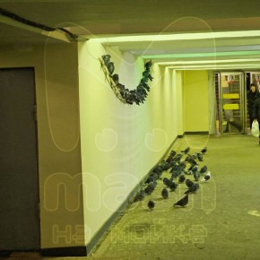 Начинаем воскресенье по красоте — как голубиные бусы на "Выборгской"