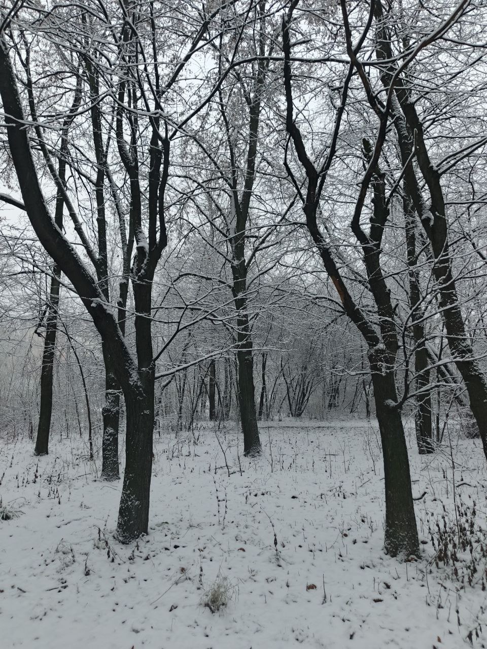 Неделя в Петербурге началась со снегопада, укрывшего город плотным белым одеялом Неделя в Петербурге началась со снегопада, укрывшего город плотным белым одеялом