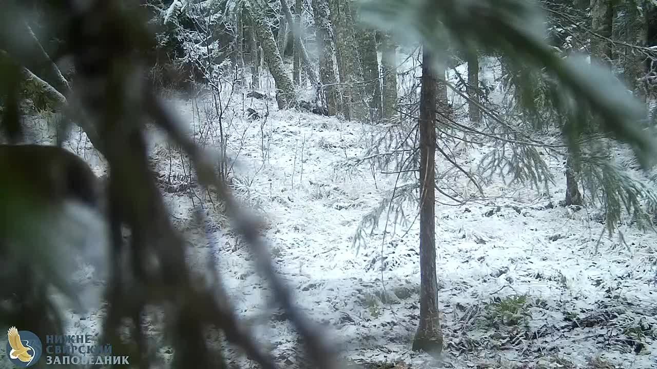 Вот это движения! В Нижне-Свирском заповеднике Ленобласти замечен танцующий медведь