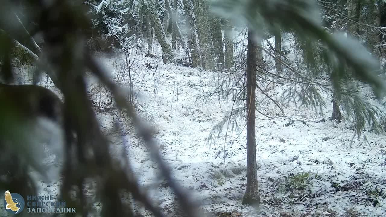 В Ленобласти медведь отказался впадать в спячку