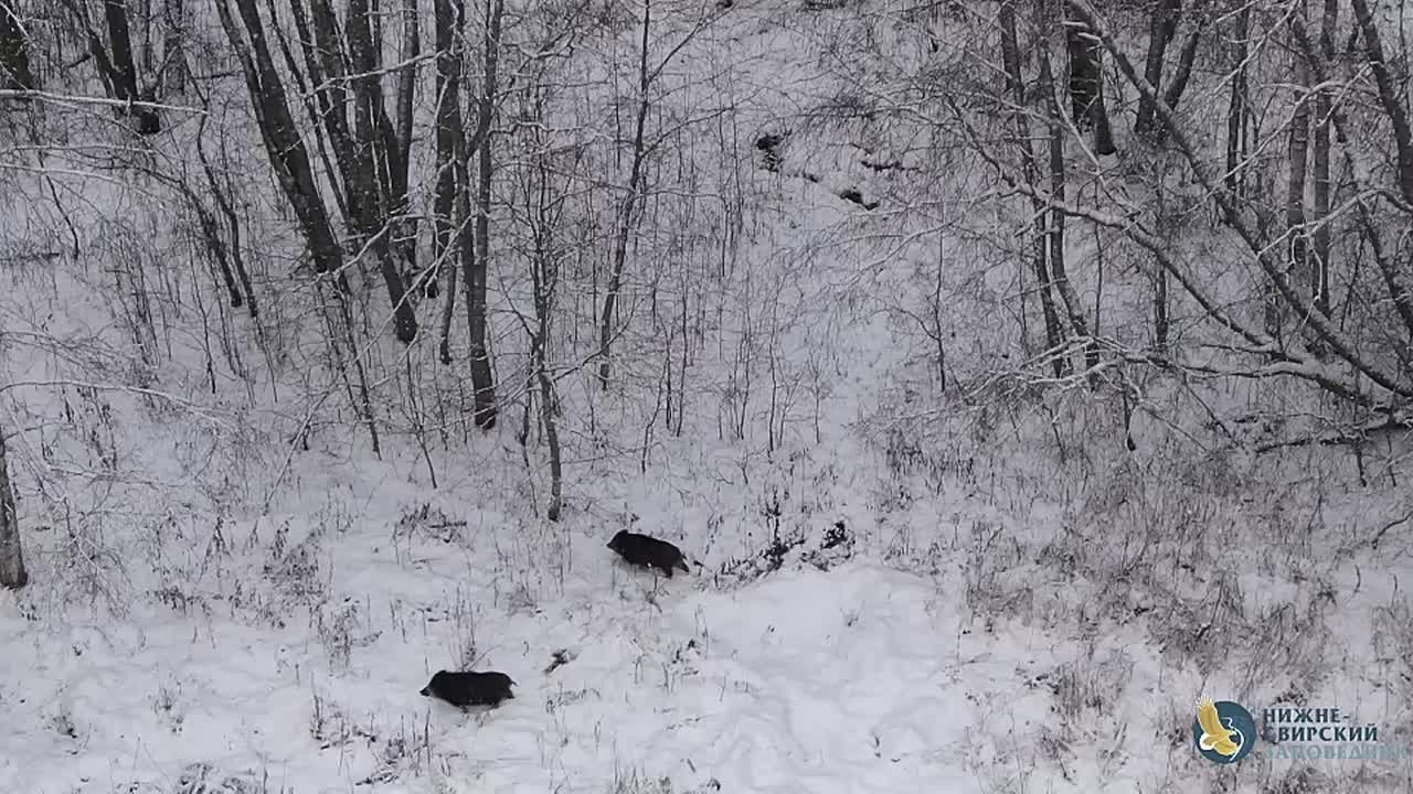 У кабанов в Ленобласти продолжается брачный период