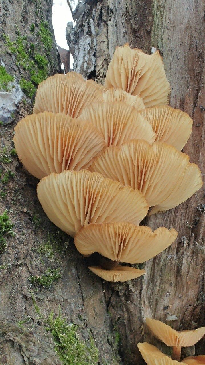 В петербургских парках нашли зимние опята, пережившие первые морозы В петербургских парках нашли зимние опята, пережившие первые морозы