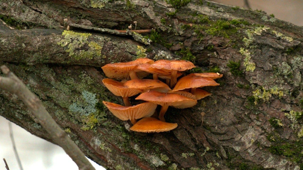 В петербургских парках нашли зимние опята, пережившие первые морозы В петербургских парках нашли зимние опята, пережившие первые морозы