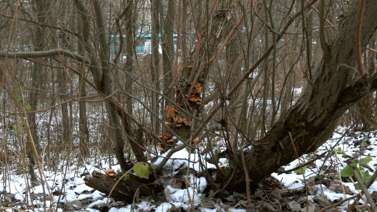 В петербургских парках нашли зимние опята, пережившие первые морозы В петербургских парках нашли зимние опята, пережившие первые морозы