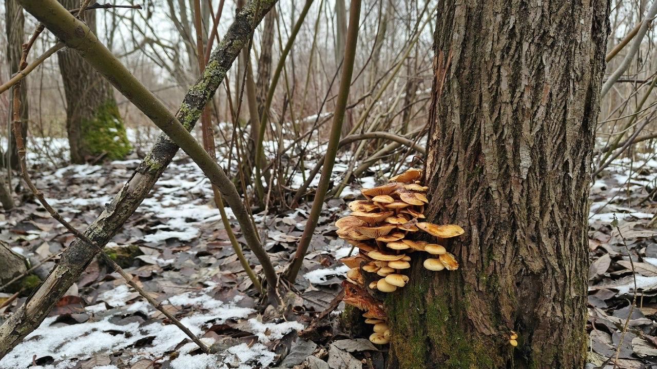 В петербургских парках нашли зимние опята, пережившие первые морозы В петербургских парках нашли зимние опята, пережившие первые морозы