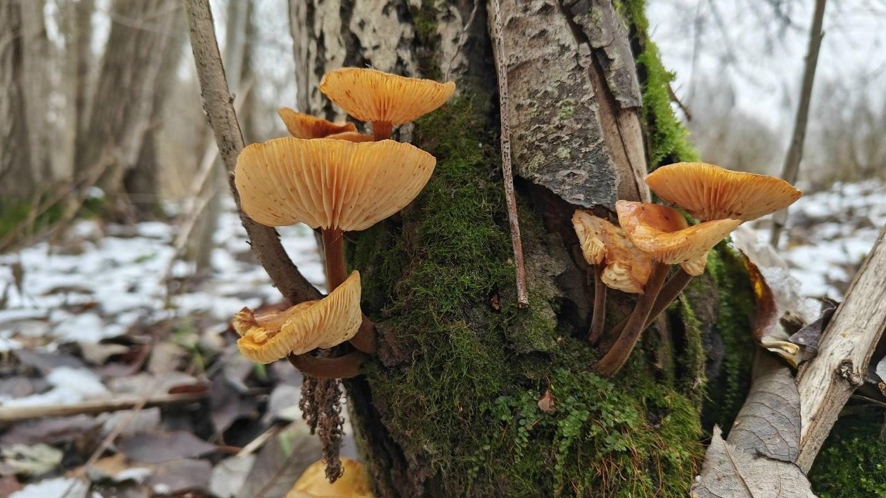 В петербургских парках нашли зимние опята, пережившие первые морозы В петербургских парках нашли зимние опята, пережившие первые морозы