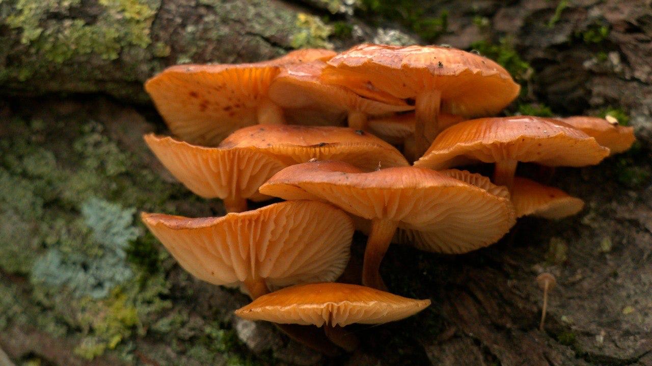 В петербургских парках нашли зимние опята, пережившие первые морозы