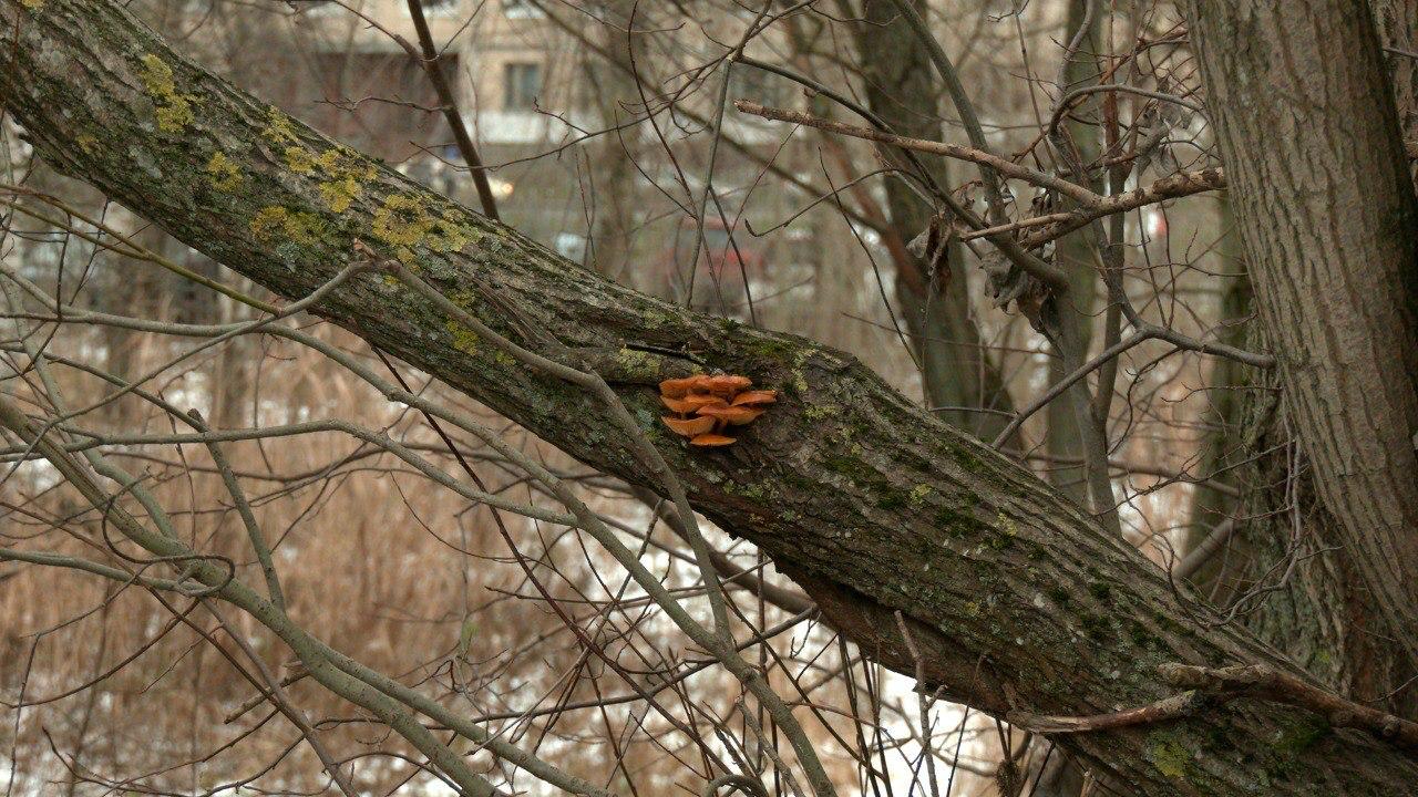 В петербургских парках нашли зимние опята, пережившие первые морозы В петербургских парках нашли зимние опята, пережившие первые морозы