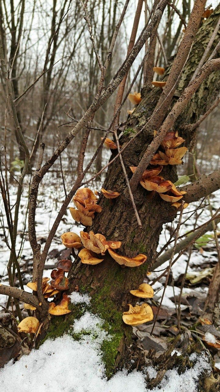 В петербургских парках нашли зимние опята, пережившие первые морозы В петербургских парках нашли зимние опята, пережившие первые морозы