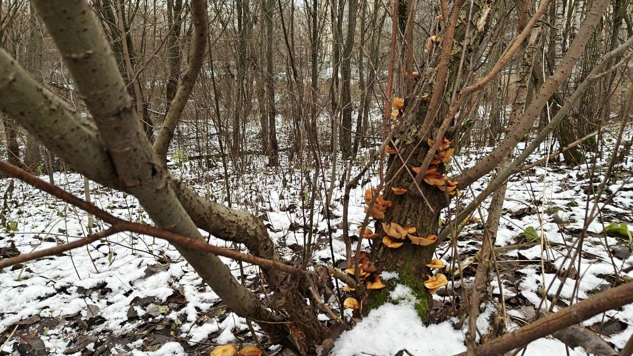 В петербургских парках нашли зимние опята, пережившие первые морозы В петербургских парках нашли зимние опята, пережившие первые морозы