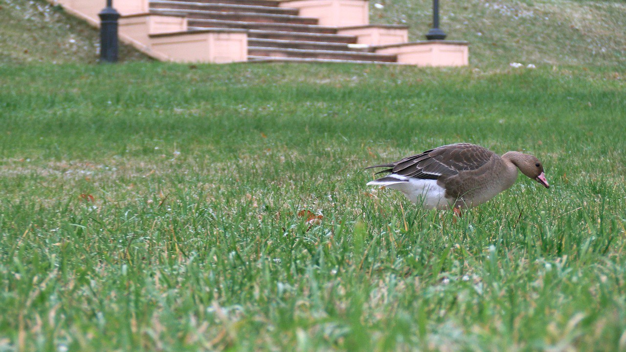 Гусь отстал от стаи и решил отдохнуть в парке Монрепо Гусь отстал от стаи и решил отдохнуть в парке Монрепо