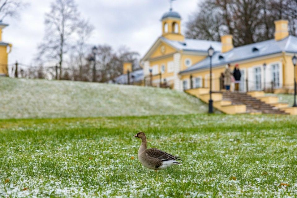 В парке Монрепо решил отдохнуть молодой дикий гусь