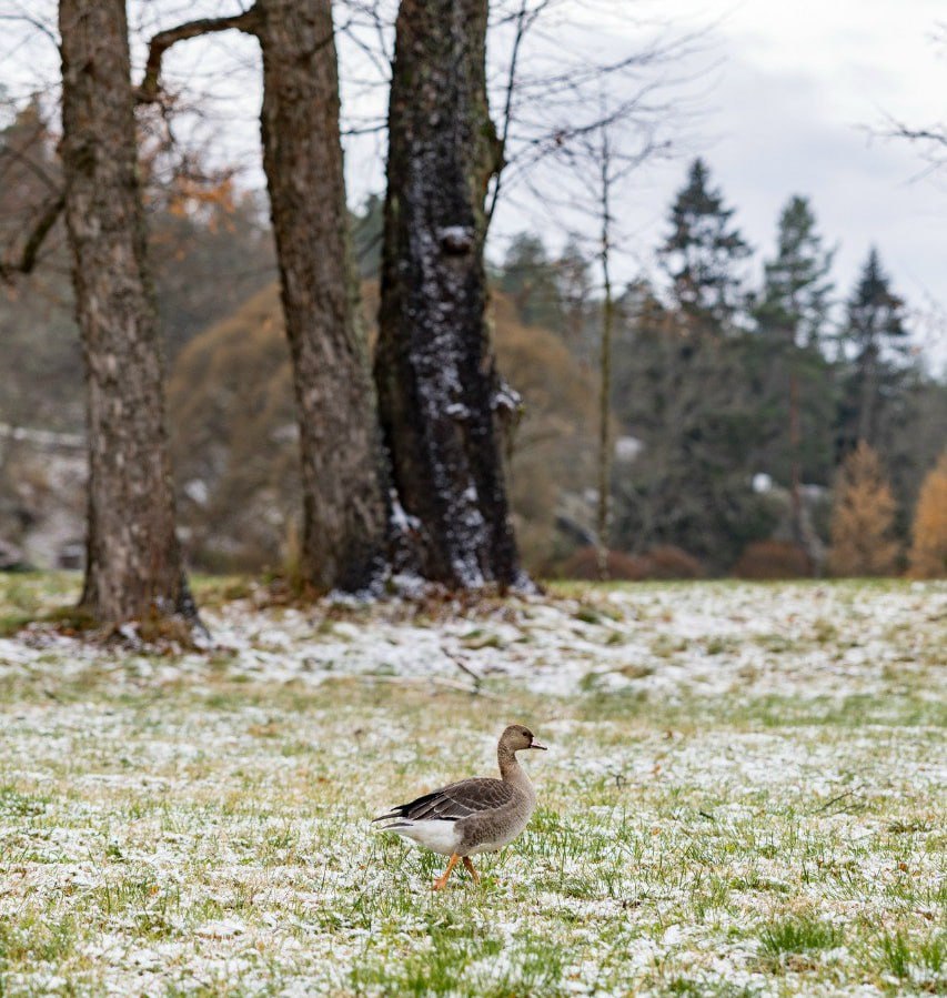 Гусь отстал от стаи и решил отдохнуть в парке Монрепо Гусь отстал от стаи и решил отдохнуть в парке Монрепо