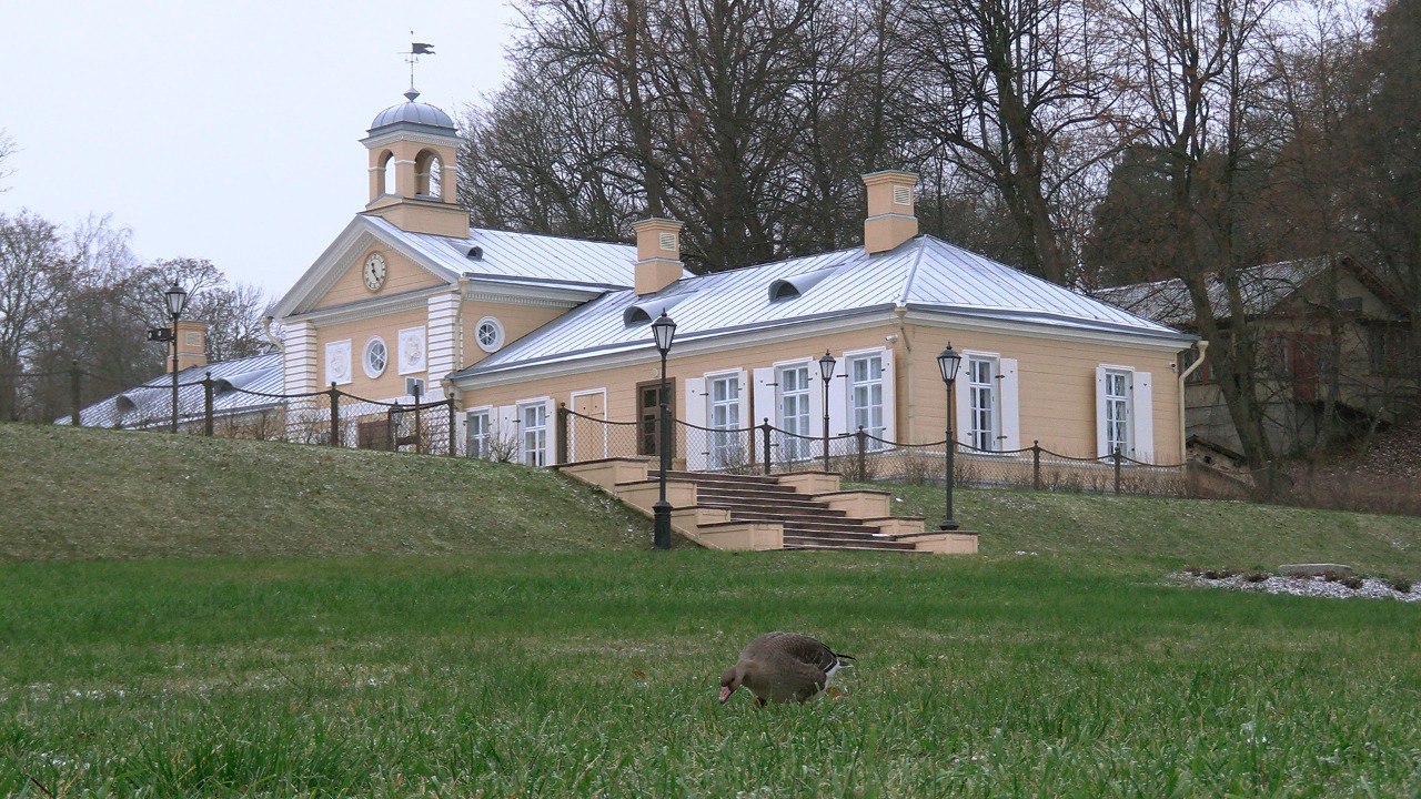 Гусь отстал от стаи и решил отдохнуть в парке Монрепо