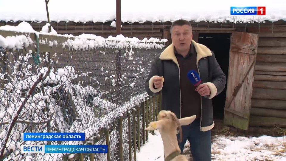 Ветеринарная служба Ленобласти закончила маркировку мелкого рогатого скота в хозяйствах региона