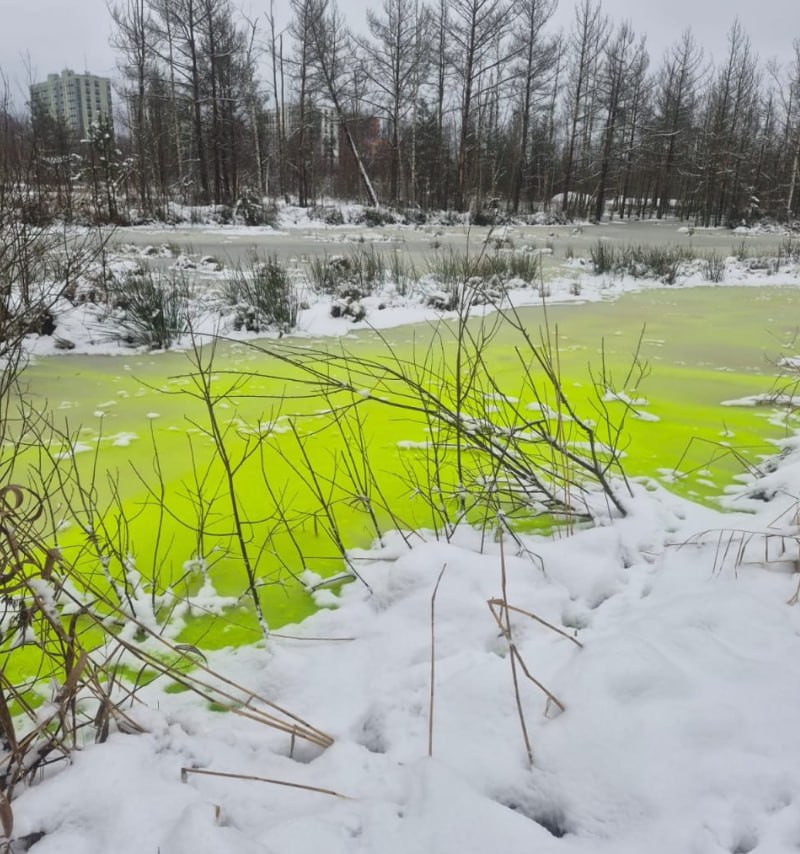 Неоновую жижу заметили в водоёме во Всеволожске — оказалось, кто-то решил добавить красок в хмурый ноябрь Неоновую жижу заметили в водоёме во Всеволожске — оказалось, кто-то решил добавить красок в хмурый ноябрь