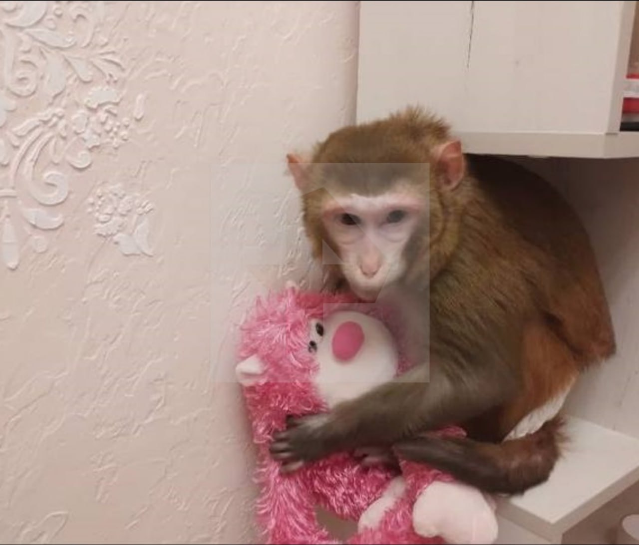 Обезьяна по кличке Маша пропала в Петербурге Обезьяна по кличке Маша пропала в Петербурге